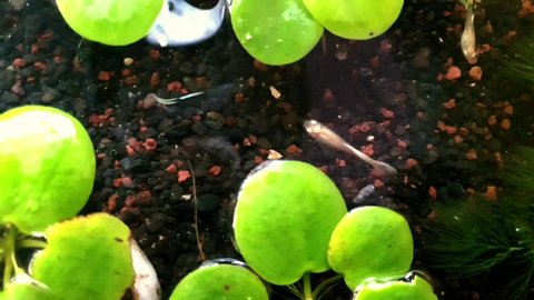 Yogyakarta, Indonesia, on September 27,2021, a floating group of frogbit aquatic plants, with guppy fish life underneath