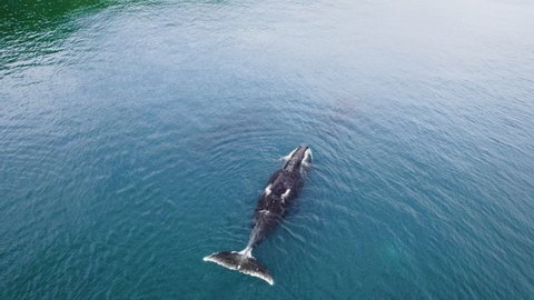 Bowhead whale swimming in calm blue ocean water, Aerial view of a pod of bowhead whale spouting. Whale watching of migrate Baleen whales in Shantar islands near forest. 6K downscale