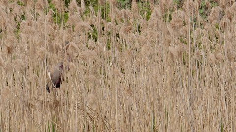 Purple heron, Ardea purpurea, balancing on some reeds well camouflaged in the thick of a reed bed whilst hunting for prey at a small pond at Lake Kerkini in Greece