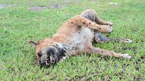 Closer view of the dead street dog captured in an angle from its head revealing flies and maggots as it decays on the grass.