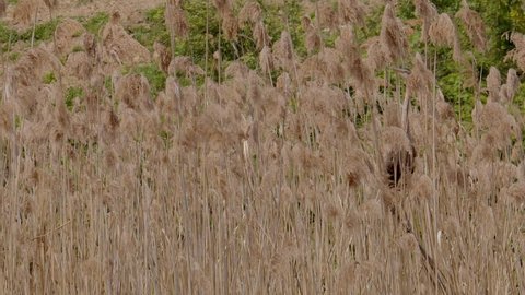 Purple heron, Ardea purpurea, balances on some reeds well camouflaged in the thick of a reed bed at the edge of a small pond at Lake Kerkini in Greece