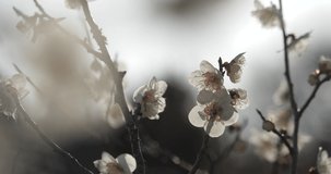 Video of white plum blossoms taken with a fixed camera.This flower is called 