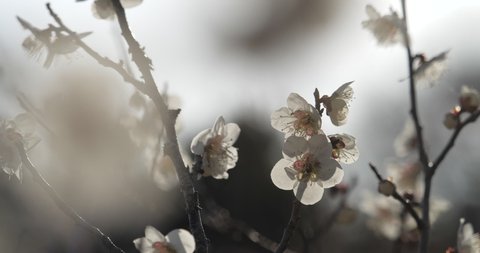 Video of white plum blossoms taken with a fixed camera.This flower is called "UME" or “UME blossom" in Japanese.
