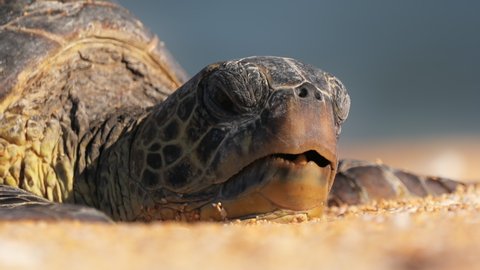 Close up head sea turtle peacefully sleeping on beach, chewing by opening beak mouth in with closed eyes on summer day. Beautiful turtle on Hawaii beach at blue sea and sky, USA. 4K wildlife footage