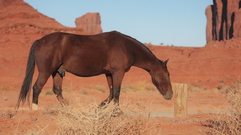 Cinematic slow motion shot of wild brown horse grazing in dry sagebrush meadow in the sunset light with cinematic vibrant red Monument valley landscape on motion background. Wilderness nature trip USA