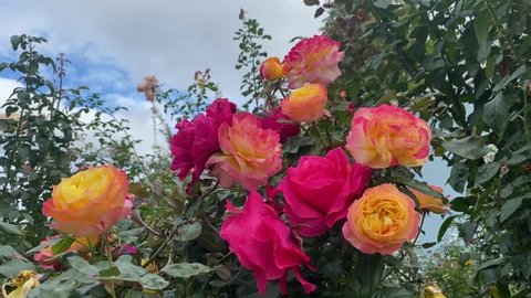 Rose flowers bush in summer garden. Beautiful orange pink roses. Lush Floribunda rose in bloom in park. Paradise rose garden.