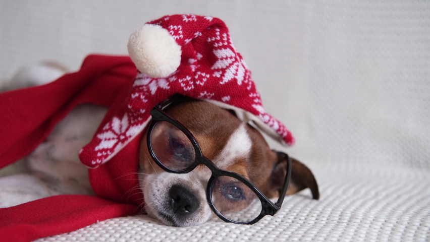 Chihuahua dog in santa hat, glasess and red scarf 
