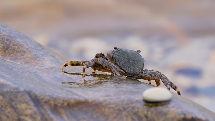 Pachygrapsus marmoratus is a species of crab, sometimes called the marbled rock crab or marbled crab, which lives in the Black Sea, the Mediterranean Sea and parts of the Atlantic Ocean.