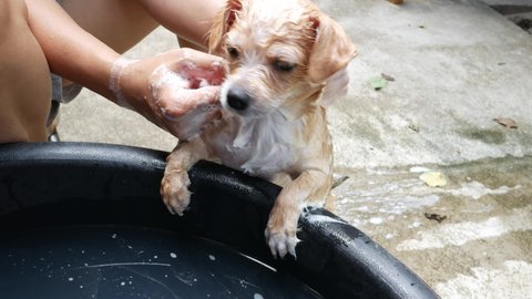 Asian woman bathing a Chihuahua puppy dog. Close up chihuahua dog. Chihuahua puppy dog cleaning.