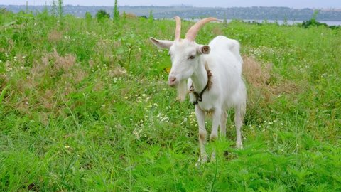 The white goat with horns grazes and eats grass in the green field meadow on the organic farm near the river. High quality 4k footage