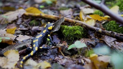 The fire salamander (Salamandra salamandra)  in forest