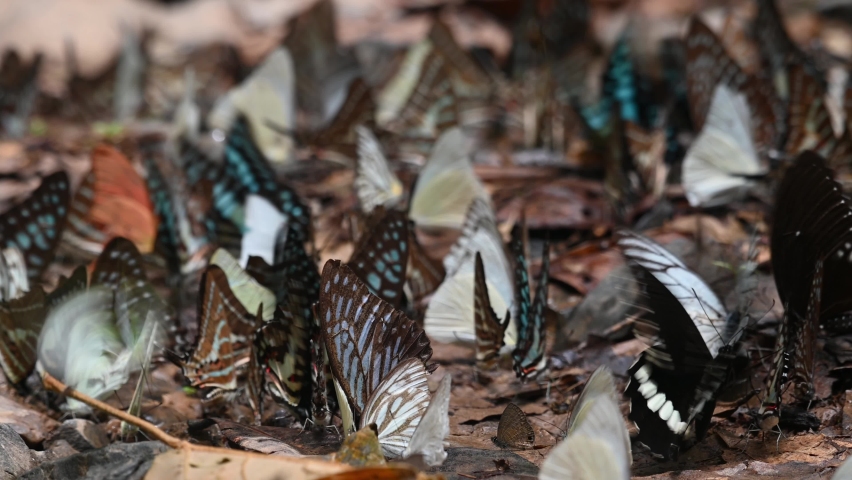 A swarm of lovely colourful butterflies feed on minerals on the forest ground while others fly around enjoying the morning sun, Kaeng Krachan National Park, Thailand.