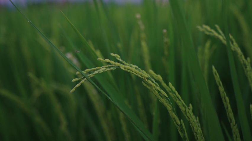 Full rice stalk, close up shot with blurred background