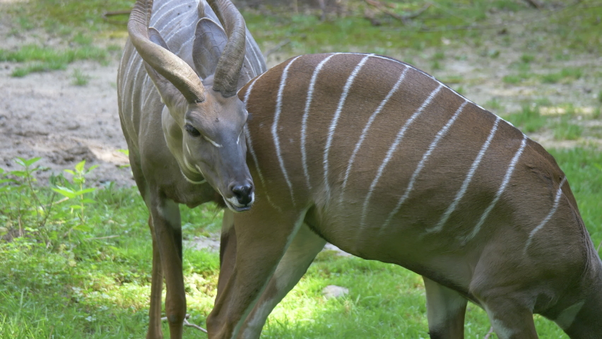 Group of cute Lesser Kudu (Tragelaphus imberbis) grazing on field in East Africa