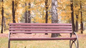 A wooden bench without people stands in an autumn park, in which yellow leaves are falling