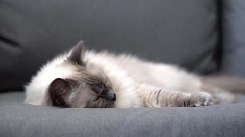 Beautiful fluffy ragdoll cat with bright blue eyes relaxing on a grey sofa in a home setting. Looks away and at camera in real time motion. 4k ragdoll cat footage.