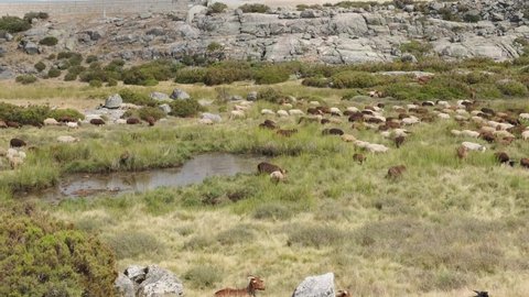 Group of goats in rural landscape. Serra da Estrela in Portugal. Panning