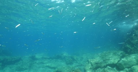 fish scenery underwater sun beams sun rays underwater mediterranean sea sun shine relaxing ocean scenery silversides 
