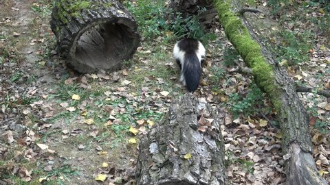 Striped Skunk (Mephitis mephitis) moving in the forest