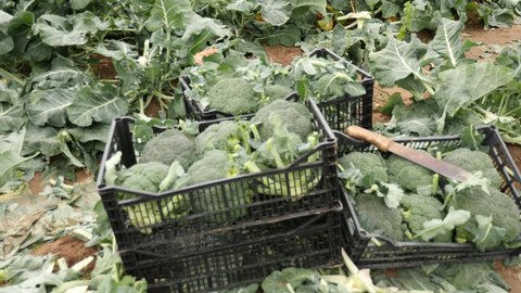  Freshly harvested organic broccoli in plastic crates at a vegetable farm