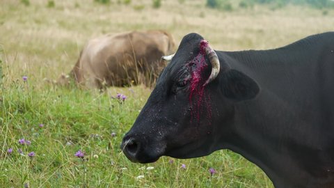 Slow Motion Bloody black cow with broken horn at meadow