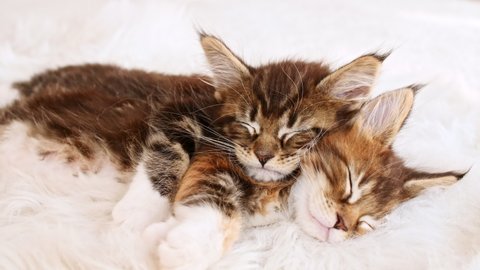 4k Gray Striped Kittens Sleeping. Kitty Sleeping on a Fur White Blanket. Baby Cat Sleeping. Concept of Adorable Cat Pets.