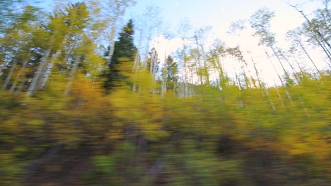 Panning, looking up low angle side pov point of view car driving at Castle Creek scenic winding curve road with aspen trees in colorful autumn on sunny sunlight day