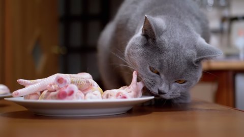 Hungry British Cat on Table Gnaws, Bites Chicken Paws. Gray Domestic Cat steals and eats natural products, poultry. Impudent animal. Stealing food when no one is there. Prey instinct in pets. 180fps.