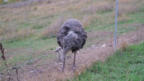 simply ostrich, is a species of large flightless bird