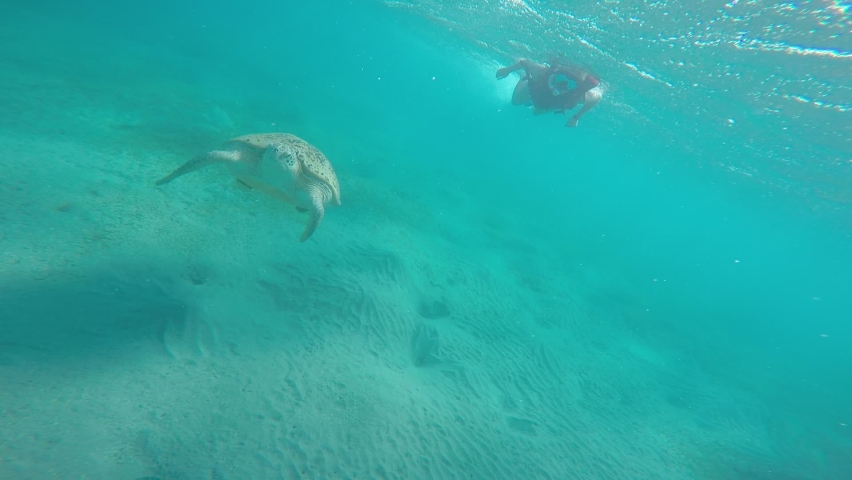 The loggerhead sea turtle is in the Red Sea off the coast of Marsa Alam, Egypt.