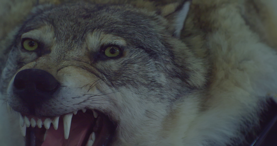 A stuffed dire wolf with a bared mouth and fangs.Close-up.