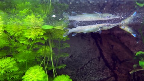 Freshwater pike is hunting in aquarium. Slow motion