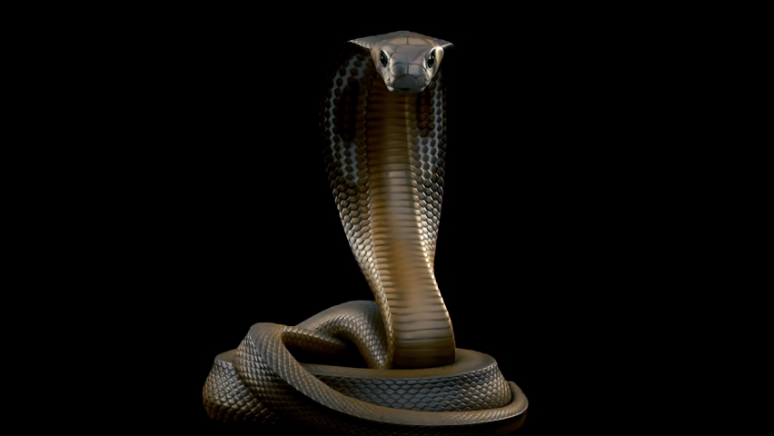 a king cobra snake striking at the camera repeatedly seamless looping