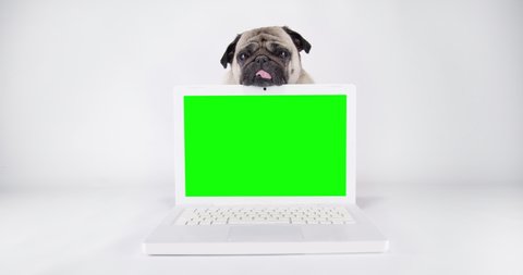 Funny cute pug dog show notebook screen. White background. Laptop green screen. Chroma key for mock up. 