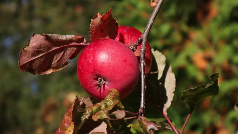 Red coloured, organic small apples hanging from the apple tree on a warm and sunny autumn day with green trees on the background.