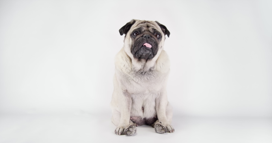 Cute pug dog with funny face surprising with tilting head. Funny pug dog amazed reaction. White background. Funny sitting pose Royalty-Free Stock Footage #1079806847