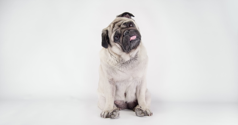 Cute pug dog with funny face surprising with tilting head. Funny pug dog amazed reaction. White background. Funny sitting pose Royalty-Free Stock Footage #1079806847