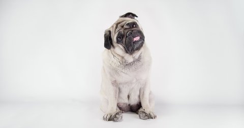 Cute pug dog with funny face surprising with tilting head. Funny pug dog amazed reaction. White background. Funny sitting pose