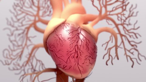 Human heart 3d illustration, Blood flow through the heart
Human heart anatomy pumping blood through the cardiovascular system.