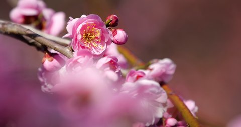 Panning Video of pink plum blossoms
