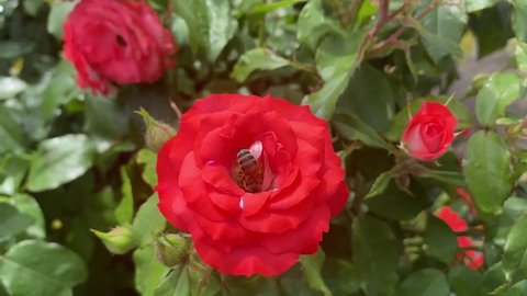 Honeybee collects nectar from a lush  rose flower in a summer garden.