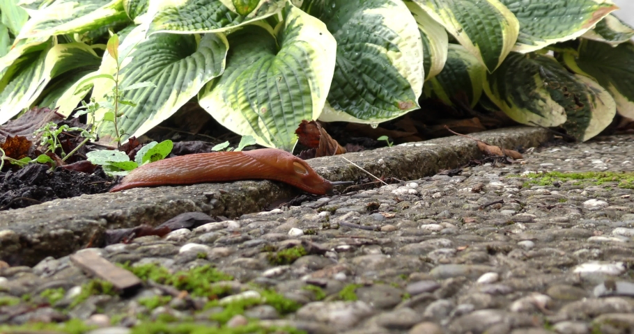 big brown slug crawling along the concrete path