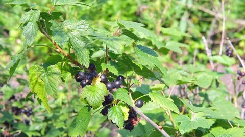 Branch with Blackcurrant berries Close up. Harvesting freshly healthy crop. Slow Motion