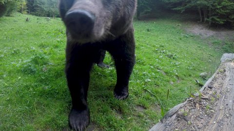 Extreme close-up of a curious European brown bear (ursus arctos arctos), on a green clearing in the forest. In the background two other bears are visible. Hargita Mountains, Carpathians, Transylvania.