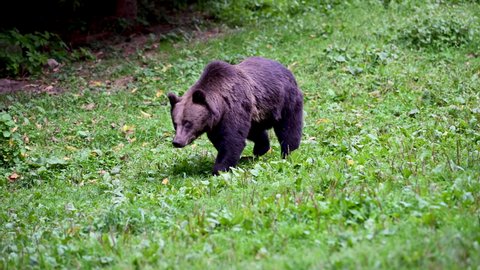 European brown bear (ursus arctos arctos) is looking for food on a green clearing in the forest. ILocation: Hargita Mountains, Carpathians, Transylvania, Romania