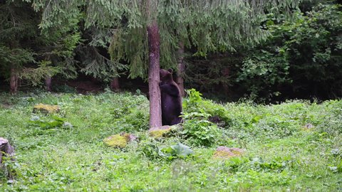 European brown bear (ursus arctos arctos) is climbing on a tree at a green clearing in the forest. Hargita Mountains, Carpathians, Transylvania, Romania
