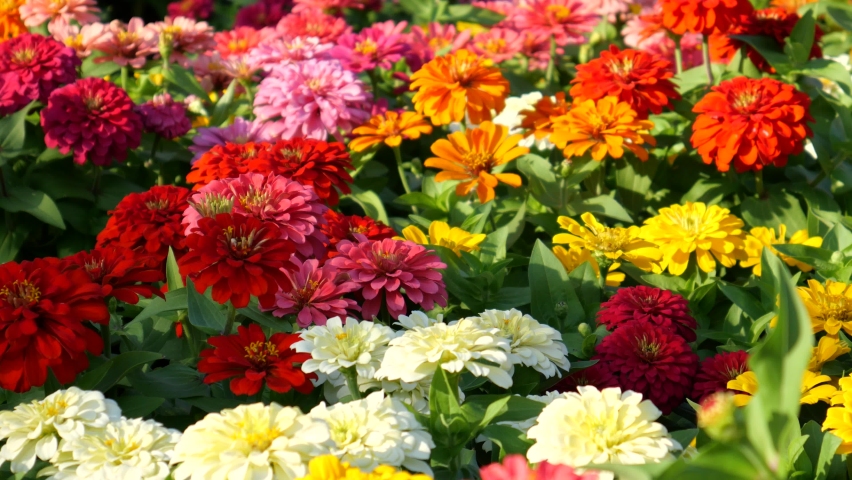 The blossom of beautiful flowers