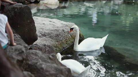 Children feed two white swans swimming in a small lake in the city park. Concept tourism, travel, lifestyle, bird feeding