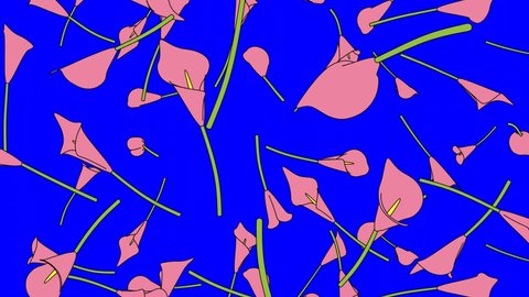 Pink calla lily flowers on blue chroma key background.
Toon style loopable animation for background.
