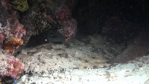 Tasselled Wobbegong hidden under coral block, turns around, medium shot during night, gills and tail visible